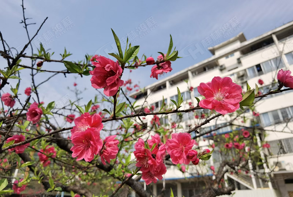 桂林鴻程花團(tuán)錦簇，滿園春色，邀您一起共賞春景，共商大計(jì)！